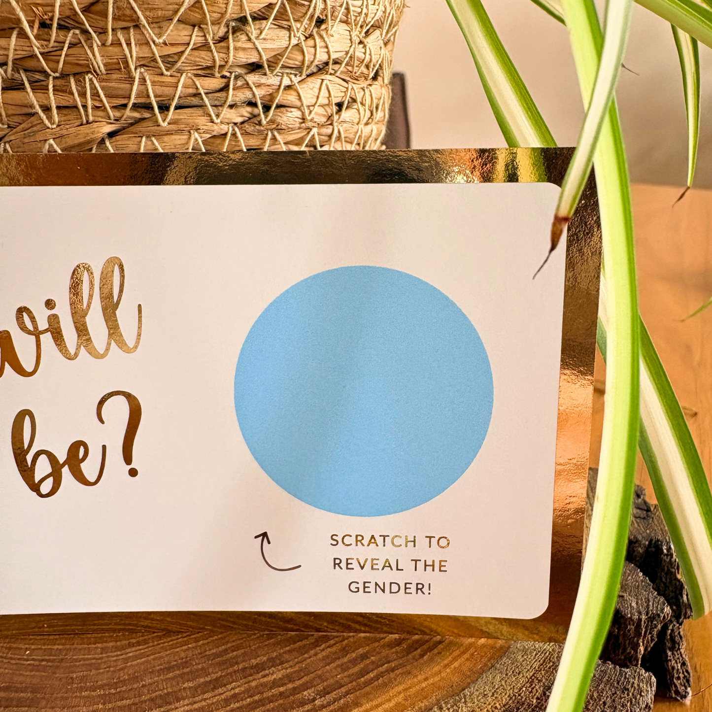 Gender Reveal